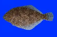 Voodoo whiff (Citharichthys uhleri)