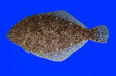 Voodoo whiff (Citharichthys uhleri)
