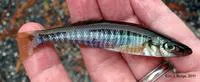 Waccamaw killifish (Fundulus waccamensis)