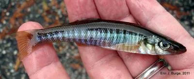 Waccamaw killifish (Fundulus waccamensis)