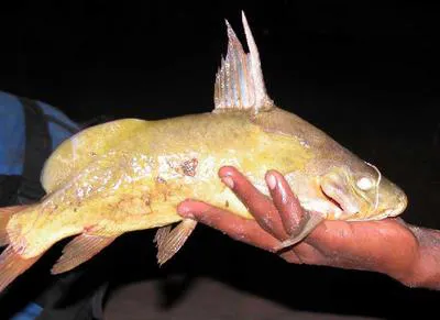 Wahrindi (Synodontis schall)