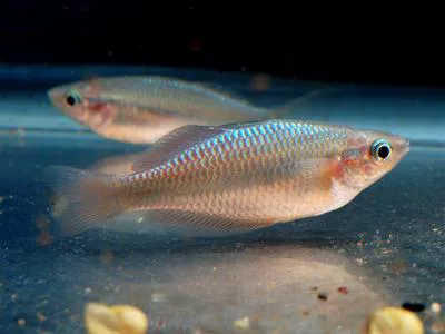 Waigeo rainbowfish (Melanotaenia catherinae)