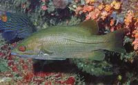 Waigieu seaperch (Psammoperca waigiensis)