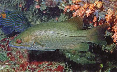Waigieu seaperch (Psammoperca waigiensis)