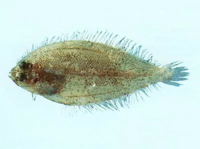 Waite's lefteye flounder (Arnoglossus waitei)