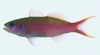 Waite's splitfin (Luzonichthys waitei)