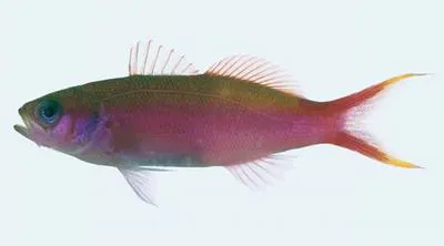 Waite's splitfin (Luzonichthys waitei)