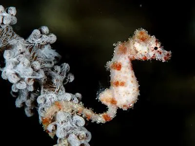 Walea pygmy seahorse (Hippocampus waleananus)