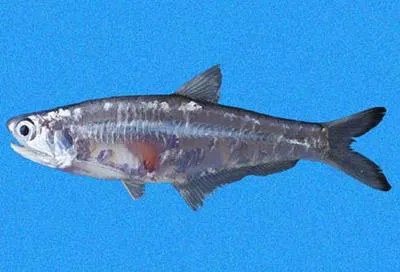 Walker's anchovy (Anchoa walkeri)