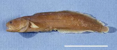 Walker's coralbrotula (Ogilbia boydwalkeri)