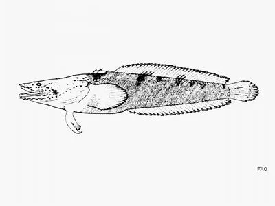 Walker's toadfish (Batrachoides walkeri)