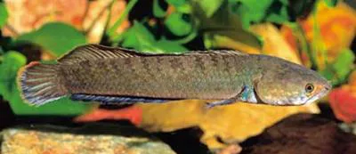Walking snakehead (Channa orientalis)