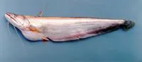 Wallago (Wallago attu)