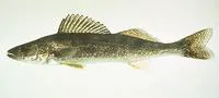 Walleye (Sander vitreus)