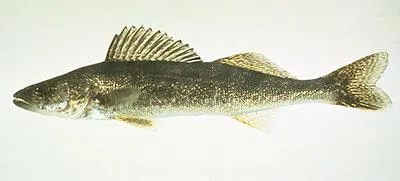Walleye (Sander vitreus)