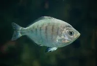 Walleye surfperch (Hyperprosopon argenteum)