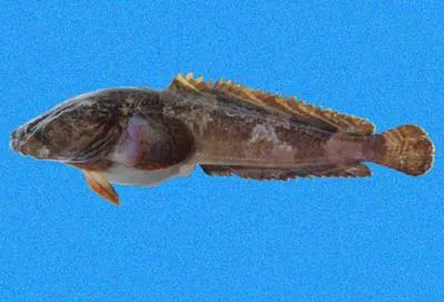 Walter's toadfish (Batrachoides waltersi)