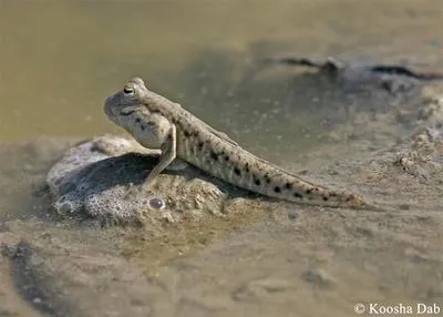 Walton's mudskipper (Periophthalmus waltoni)