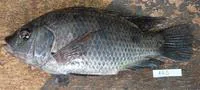 Wami tilapia (Oreochromis urolepis urolepis)
