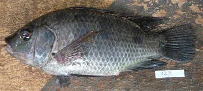 Wami tilapia (Oreochromis urolepis urolepis)