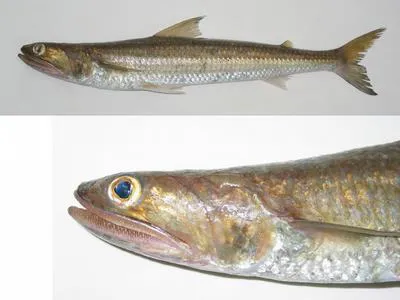 Wanieso lizardfish (Saurida wanieso)