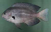 Ward's damsel (Pomacentrus wardi)