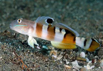 Ward's sleeper (Valenciennea wardii)