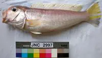 Ward's tilefish (Branchiostegus wardi)