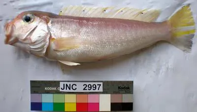 Ward's tilefish (Branchiostegus wardi)
