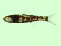 Warming's lantern fish (Ceratoscopelus warmingii)