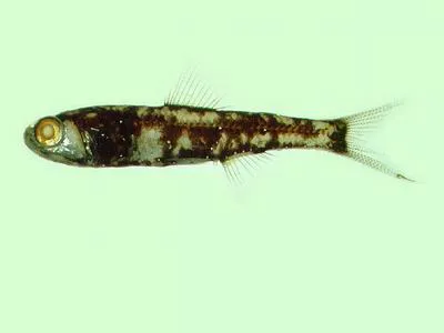 Warming's lantern fish (Ceratoscopelus warmingii)