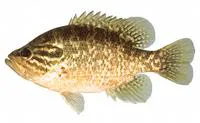 Warmouth (Lepomis gulosus)