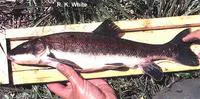 Warner sucker (Catostomus warnerensis)