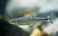 Warpaint shiner (Luxilus coccogenis)