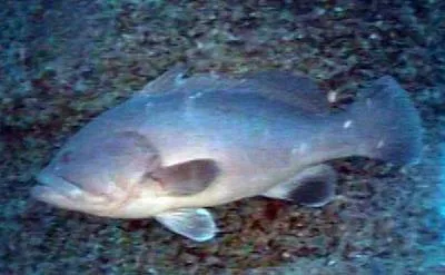 Warsaw grouper (Hyporthodus nigritus)
