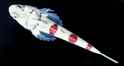 Warteye stargazer (Gillellus uranidea)