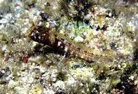 Warthead blenny (Protemblemaria bicirrus)