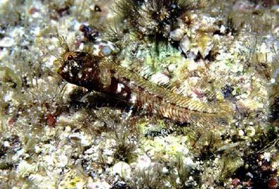 Warthead blenny (Protemblemaria bicirrus)