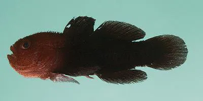 Warthead goby (Paragobiodon modestus)