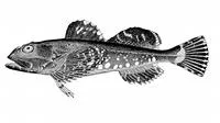 Warthead sculpin (Myoxocephalus niger)