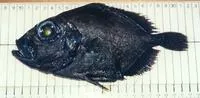 Warty dory (Allocyttus verrucosus)