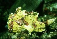 Warty frogfish (Antennarius maculatus)