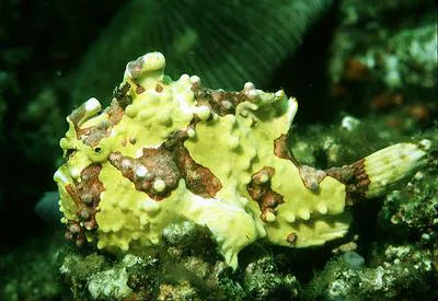 Warty frogfish (Antennarius maculatus)