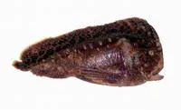 Warty prowfish (Aetapcus maculatus)