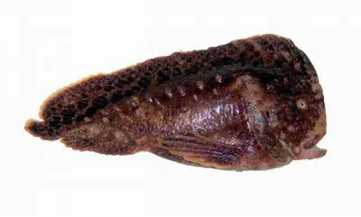 Warty prowfish (Aetapcus maculatus)