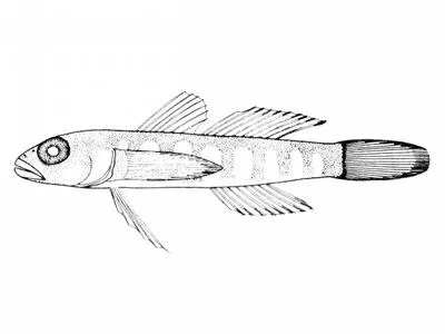 Wasp goby (Chriolepis vespa)