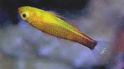 Wasp pygmy goby (Trimma flavatrum)