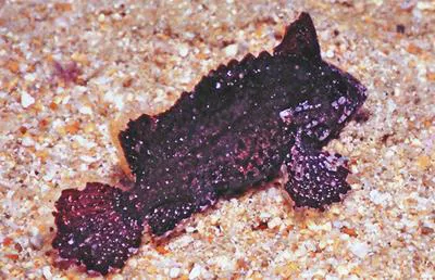 Wasp-spine velvetfish (Acanthosphex leurynnis)