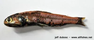 Watases lanternfish (Diaphus watasei)