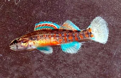 Watercress darter (Etheostoma nuchale)